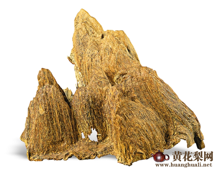 海南的“琼脂天香”与“木中皇后”